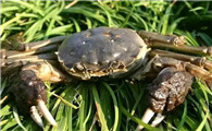 淡水螃蟹嘌呤高吗