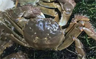 河蟹该怎么养殖