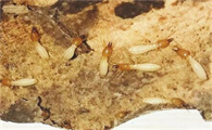 广州专业除白蚁公司