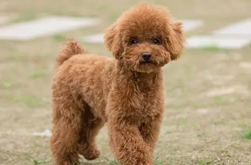 泰迪犬的七大魅力,让人无法抗拒的伴侣 泰迪犬的七大魅力,让人无法抗拒的伴侣