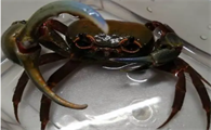 海南勾手蟹怎么养