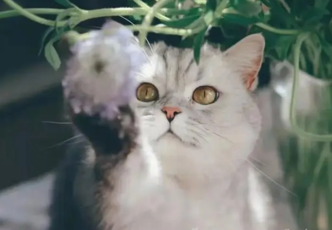 猫怎么样才能听话