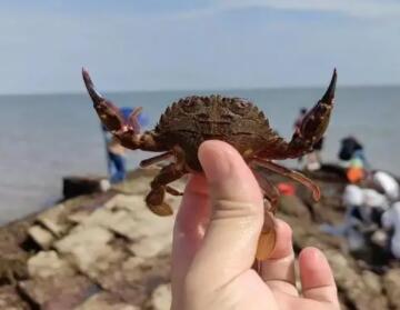 海边抓的螃蟹吃什么东西