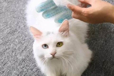 猫掉毛怎么才能完美解决 猫掉毛怎么才能完美解决