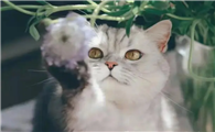 猫怎么样才能听话