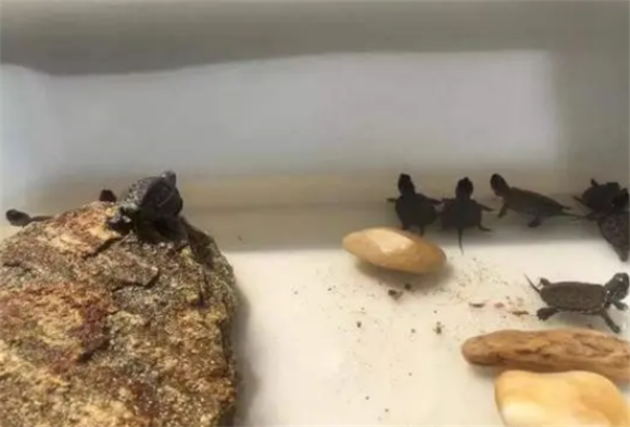 老人养乌龟怎么养