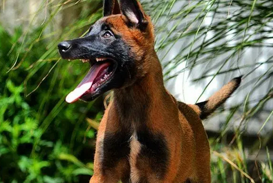 幼崽马犬的价格，速来了解