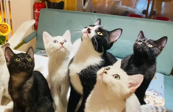 宠物店猫咪一般多少钱