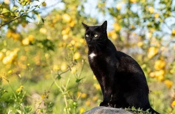 猫咪界老大是谁？田园猫中哪个战力最强？ 