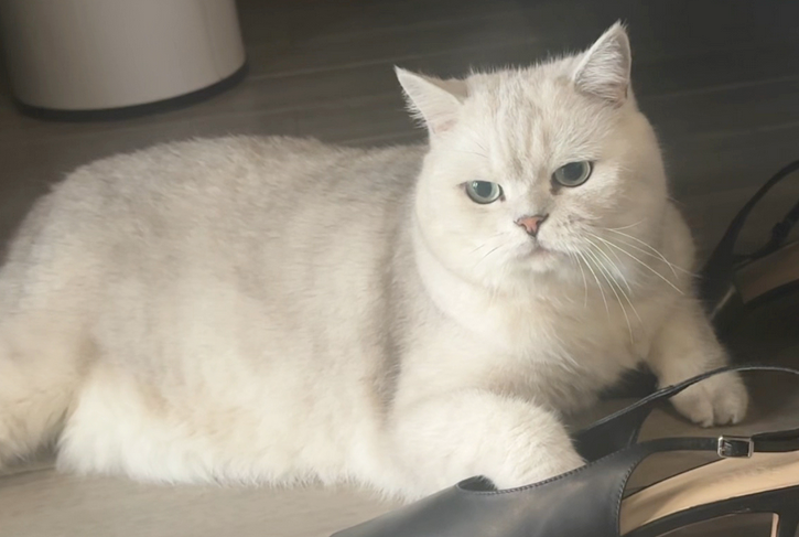 老人养猫卫生不干净 老人养猫卫生不干净