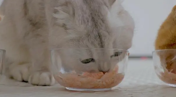 猫咪能吃的食物大全