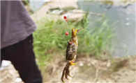 河螃蟹怎么钓
