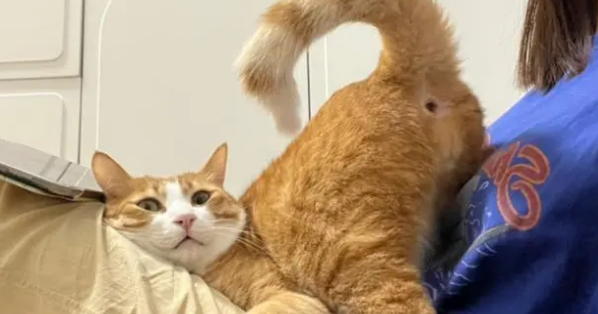 便宜又好看的宠物猫 便宜又好看的宠物猫