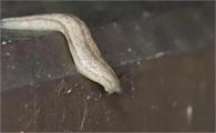 蛞蝓是怎么长出来的