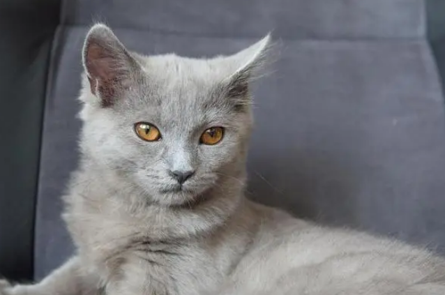 波米拉猫的形态特征如何