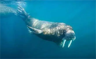 海象怎么睡觉