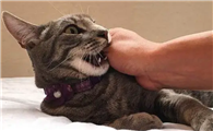 被自己家猫给咬出血