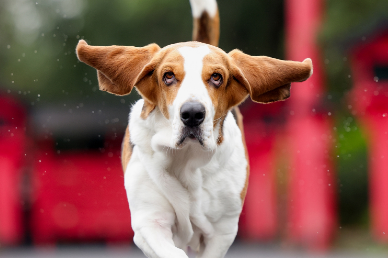 巴吉度犬：萌宠养成记