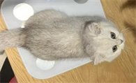 4个月小猫正常体重多少