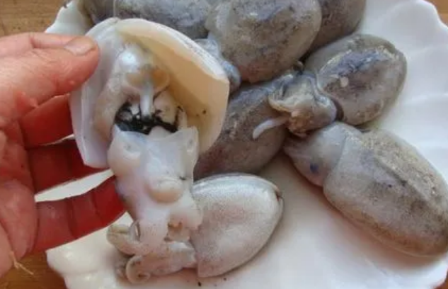 乌贼的壳在哪里