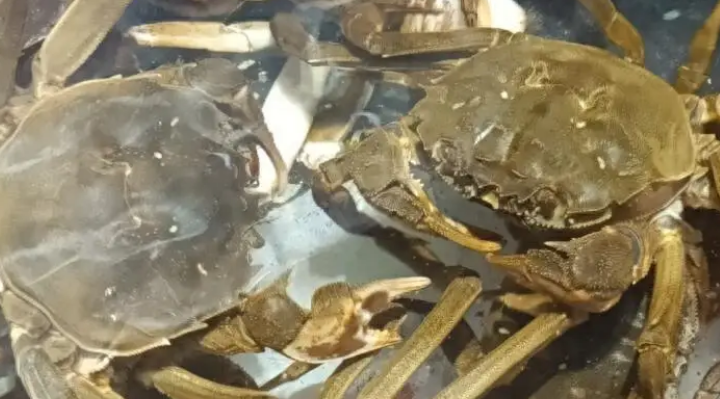 吃完大闸蟹后的注意事项有哪些 吃完大闸蟹后的注意事项有哪些