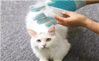 猫掉毛怎么办教你一招