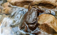 臭水沟里的螃蟹能吃吗