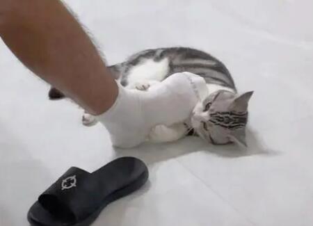 踩到猫了怎么办 踩到猫了怎么办