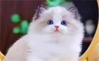 宠物猫有必要打猫三联吗