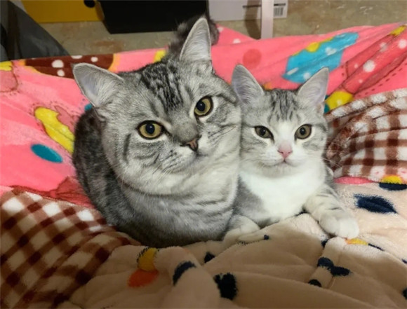 宠物猫能当家猫养吗 吃人饭