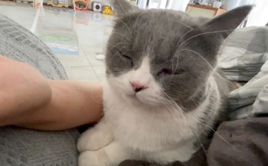 不出门的猫会有弓形虫吗
