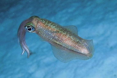 鱿鱼墨鱼章鱼乌贼区别