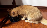 猫咪自制猫饭配方大全