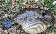 野生河豚和家养河豚