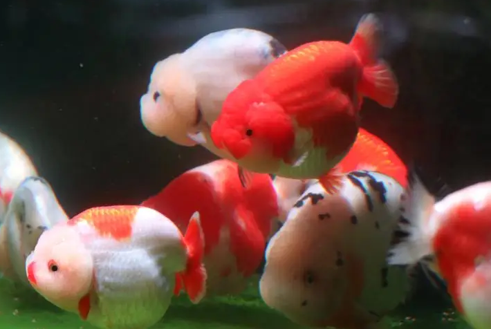 老人养鱼好吗