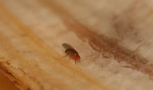 黑腹果蝇怎么消灭