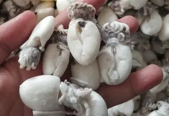 猪肚炖墨鱼的营养价值