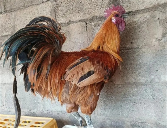 云南什么鸡好吃 云南什么鸡好吃