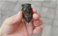 蝉可以吃吗有什么好处