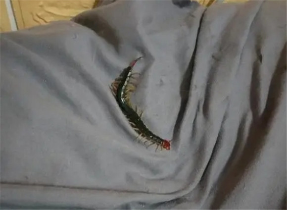 被窝里有蜈蚣是怎么回事 被窝里有蜈蚣是怎么回事