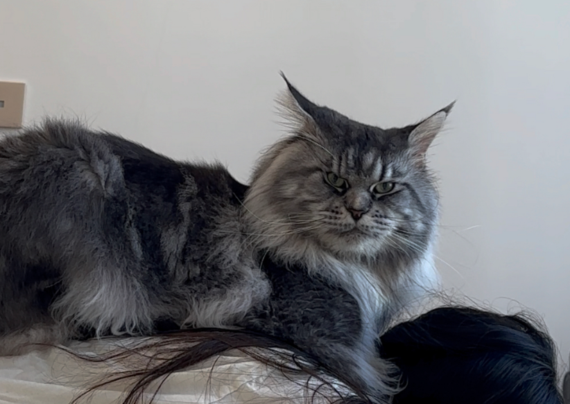 超级大的猫是什么品种