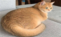 宠物猫尾巴粗大好不好