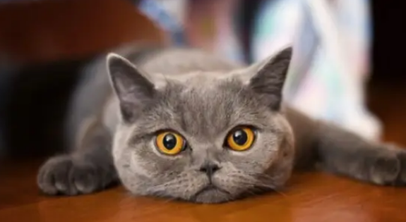 猫咪饮食注意事项 猫咪饮食注意事项