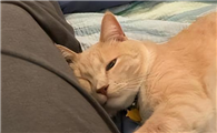 不让猫碰佛像