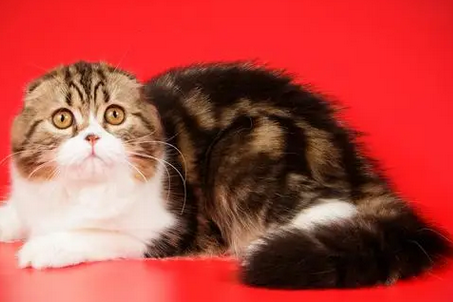 关于苏格兰折耳猫的饲养注意点,速来了解 关于苏格兰折耳猫的饲养注意点,速来了解