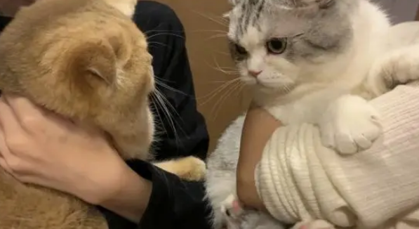 抱猫的正确姿势-宠物网