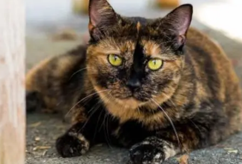 被公认“最丑”的猫—玳瑁猫 被公认“最丑”的猫—玳瑁猫
