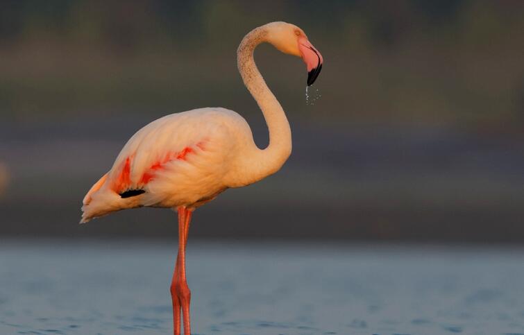 火烈鸟的尾巴 火烈鸟的尾巴
