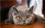 猫咪饮食注意事项