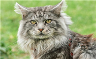 比狗还忠诚的猫
